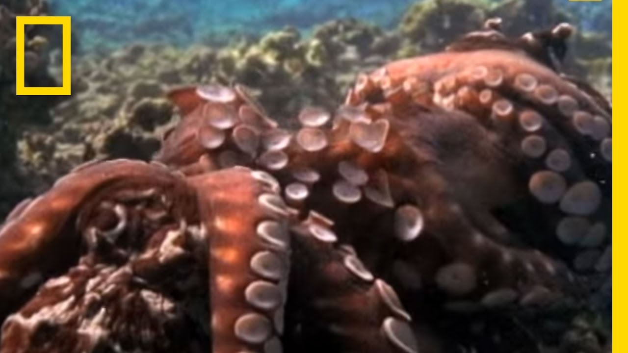 Octopus Mating | National Geographic