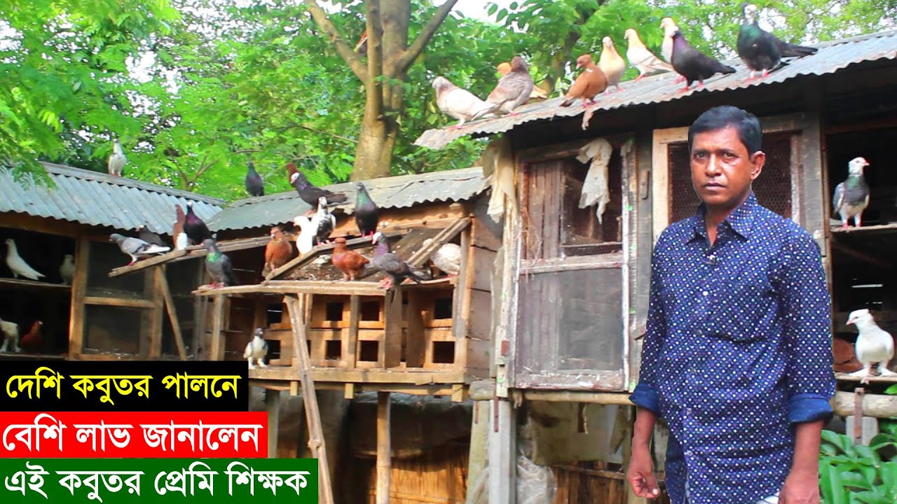 দেশি কবুতর পালনে বেশি লাভ জানালেন এই কবুতর প্রেমি শিক্ষক | দেশি কবুতর পালন পদ্ধতি | Big Pigeon Farm