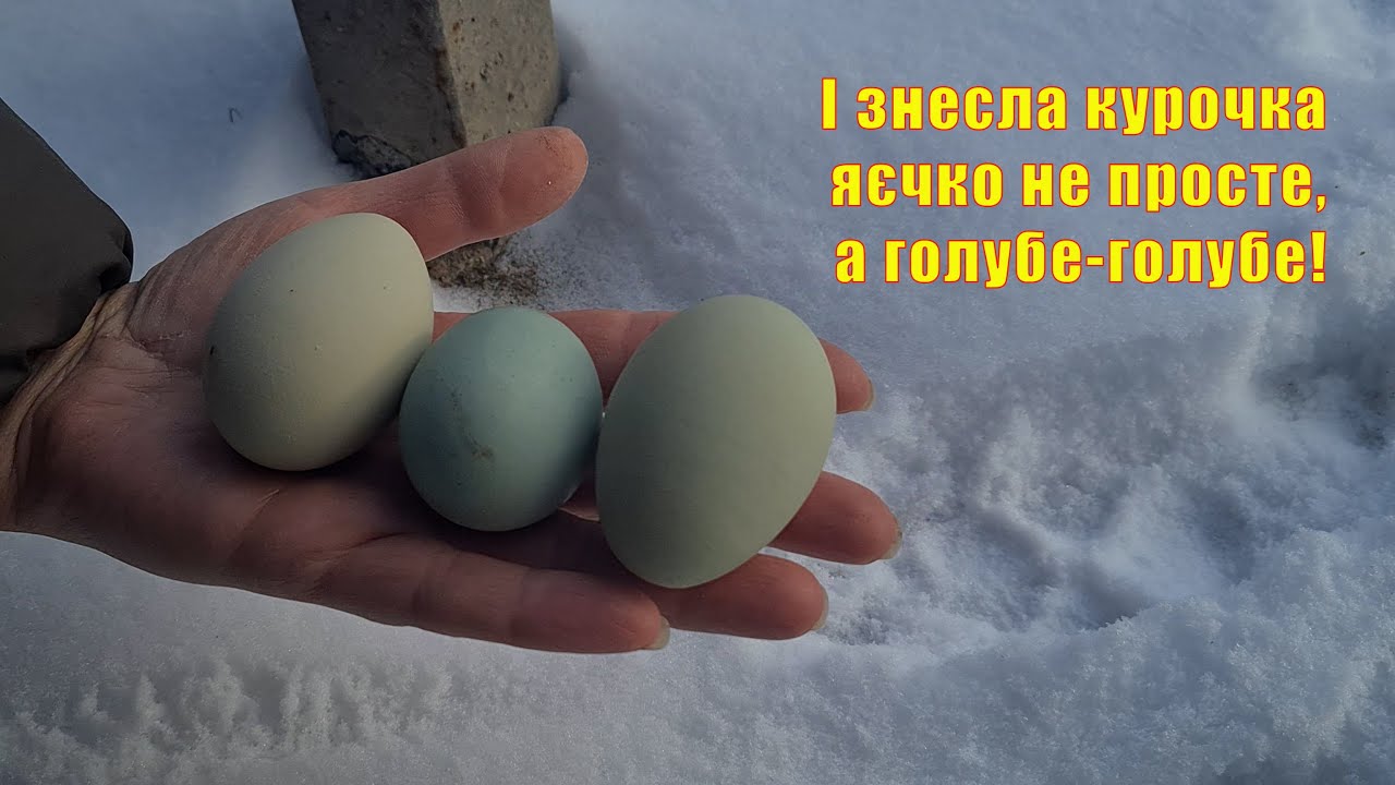 Результат зхрещення кросової курки  і породного півня. Що вийшло і чи варто?