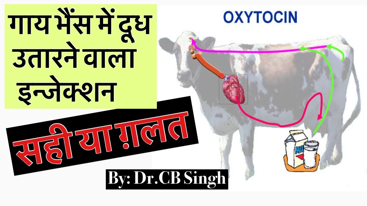 गाय भैंस में दूध उतारने वाला टीका | Use of Oxytocin in Cow and Buffalo for Milking | Dairy Ustaad