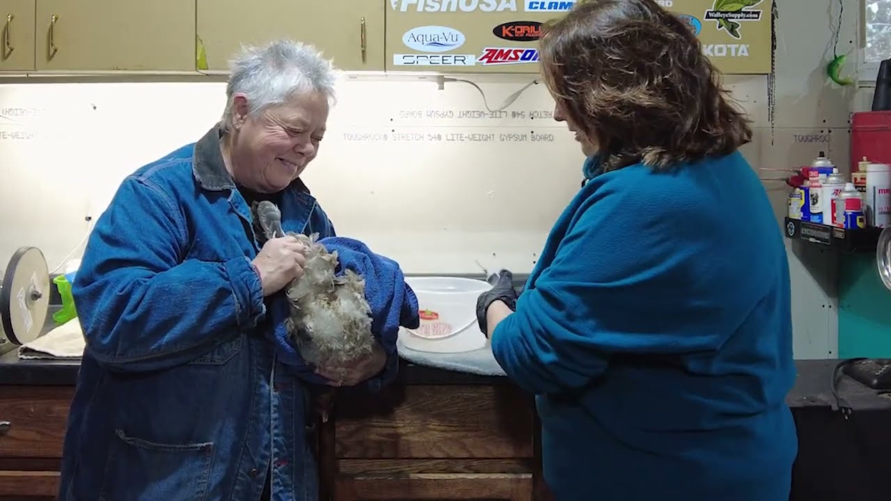 My Chicken has Water Belly. What do I do?