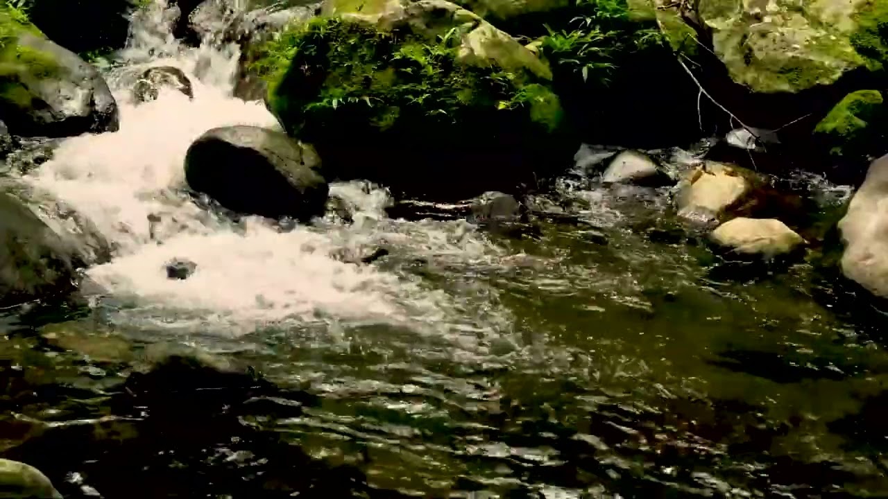 10 Hour Deep Sleep Sounds | Gentle River Flow in the Forest 🌿