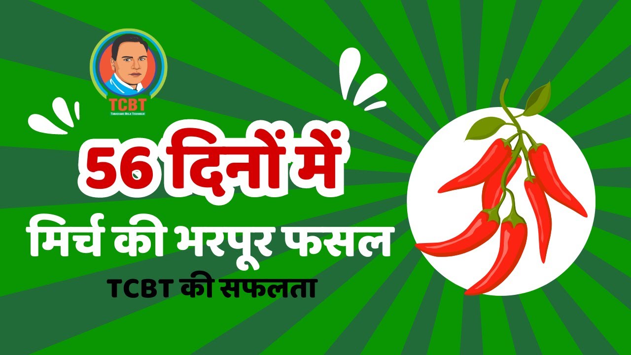 लेखराम जी की 56 दिनों में mirch ki fasal | november तक भी खत्म नहीं फसल 🤑 #TCBT प्राकृतिक खेती