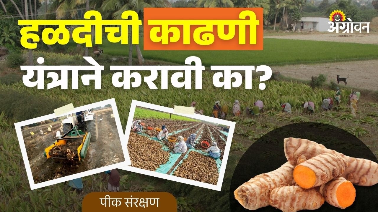 Turmeric Harvesting: सुधारित की पारंपरिक; हळद काढणीसाठी कोणती पद्धत फायदेशीर? | Agrowon
