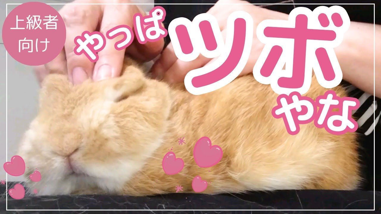 【上級者向け】うさぎのツボとお顔のマッサージ