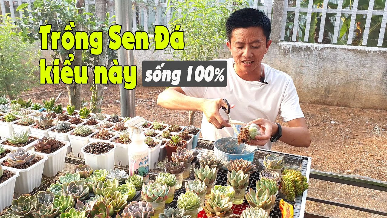 CÁCH TRỒNG SEN ĐÁ KHI MỚI MUA VỀ Ở XỨ NÓNG SỐNG 100%