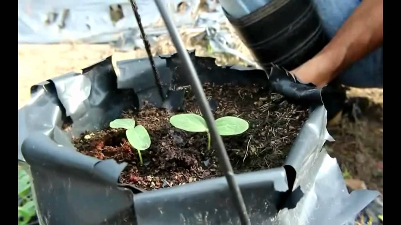 A Daily In Life as Organic Farmer | Documentary