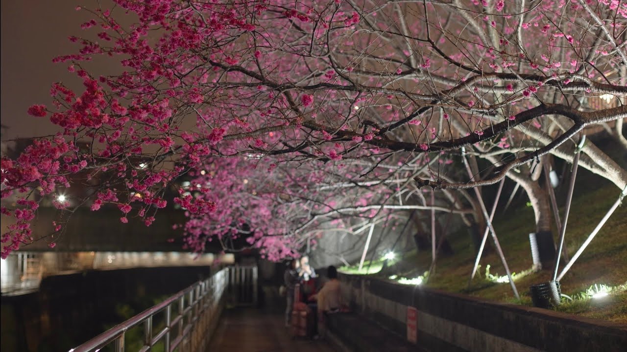 20260226樂活公園八重櫻🌸