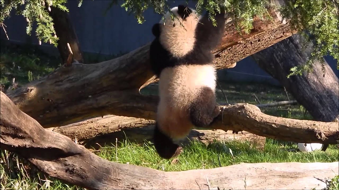 Bei Bei 3/26/16