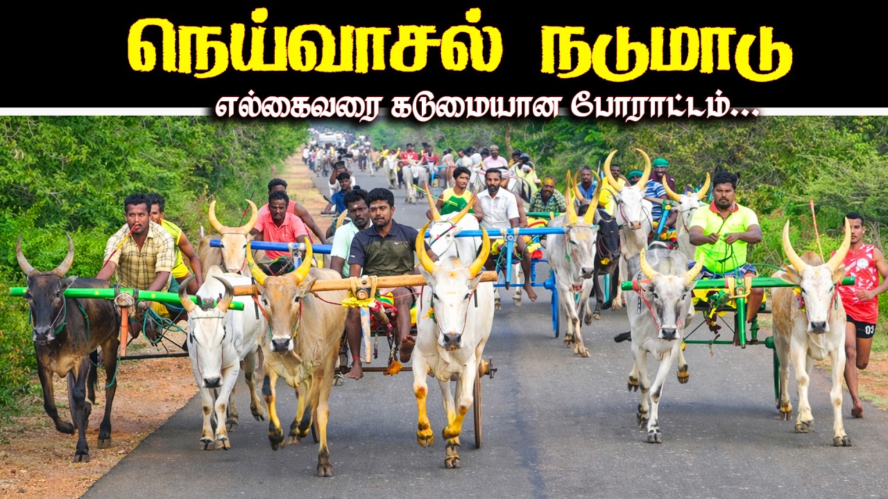 நெய்வாசல் நடுமாடு பந்தயம் 18.02.2026