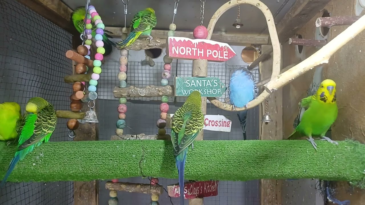 It talks in a way that leaves us speechless 😳🦜
