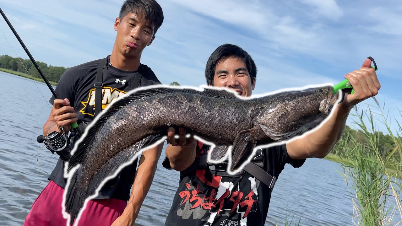 I CAUGHT the SWAMP MONSTER!!! (BIGGEST Frankenfish of my Life!)