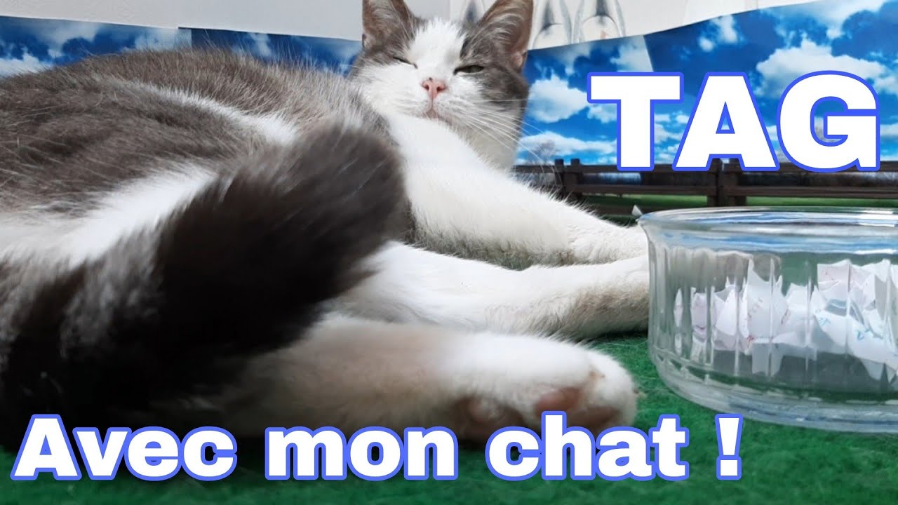 [TAG] Le schleich qui...?💕🐈 |vidéo schleich🐎