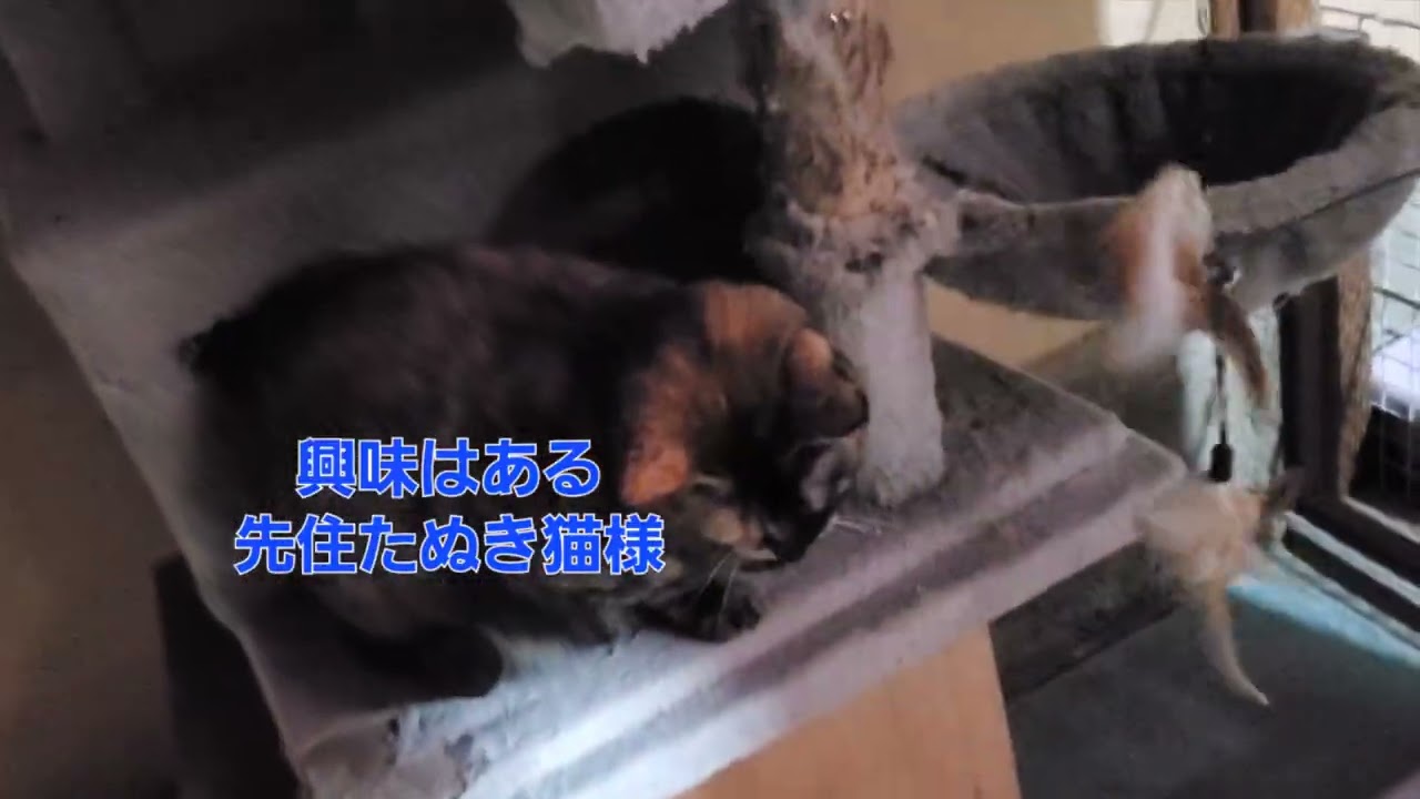 半年ぐらいかかるかな？😹たぬき猫様だけが頼り🙏　#先住猫と新入り保護猫#ケージ#ガチ野良#保護猫#猫の暮らし  