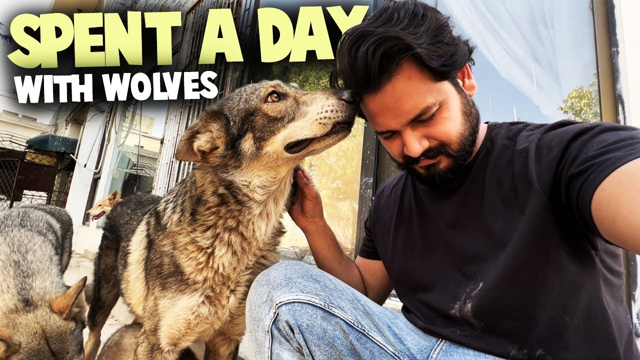 Spent A Day With Wolves | Azlan Shah