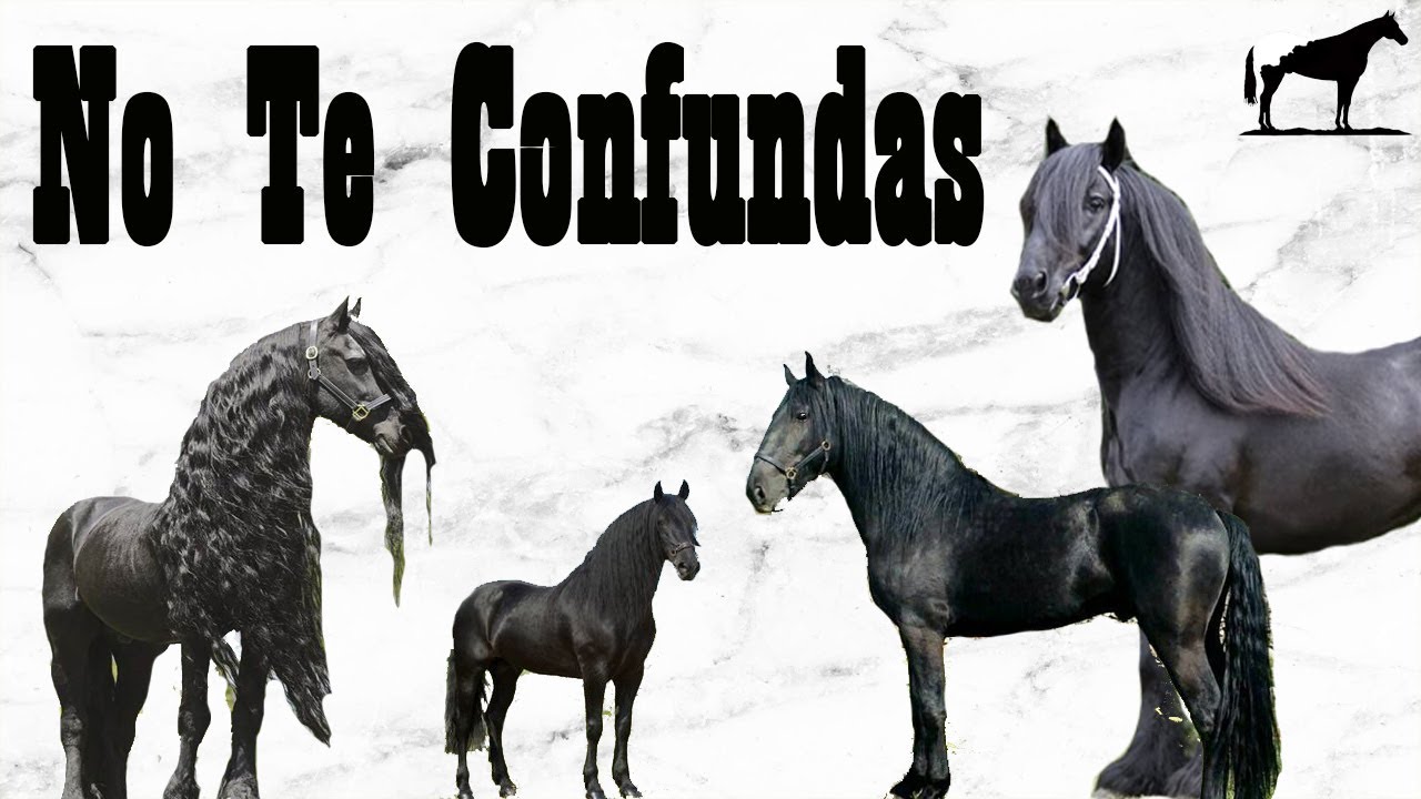 No Son Frisones son... (Razas Idénticas 