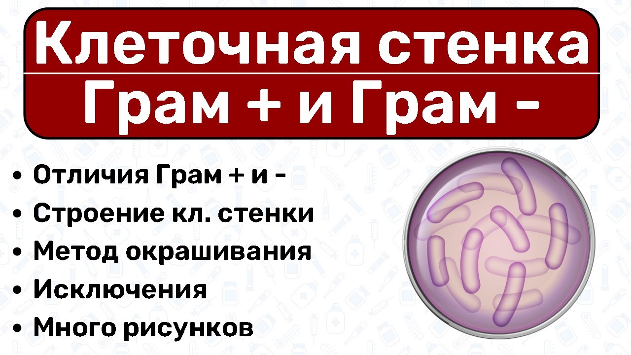 Клеточная стенка бактерий: Грам + и Грам -, окраска по Граму / Микробиология