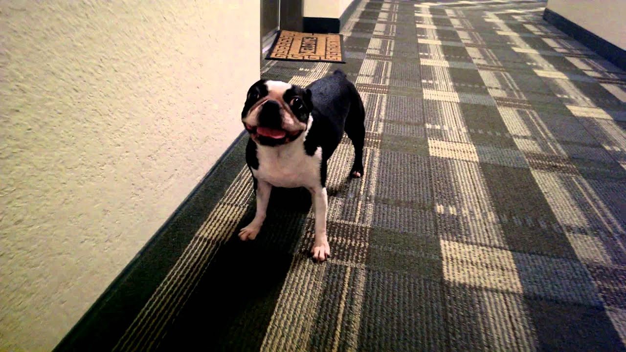 Boston Terrier Going Crazy