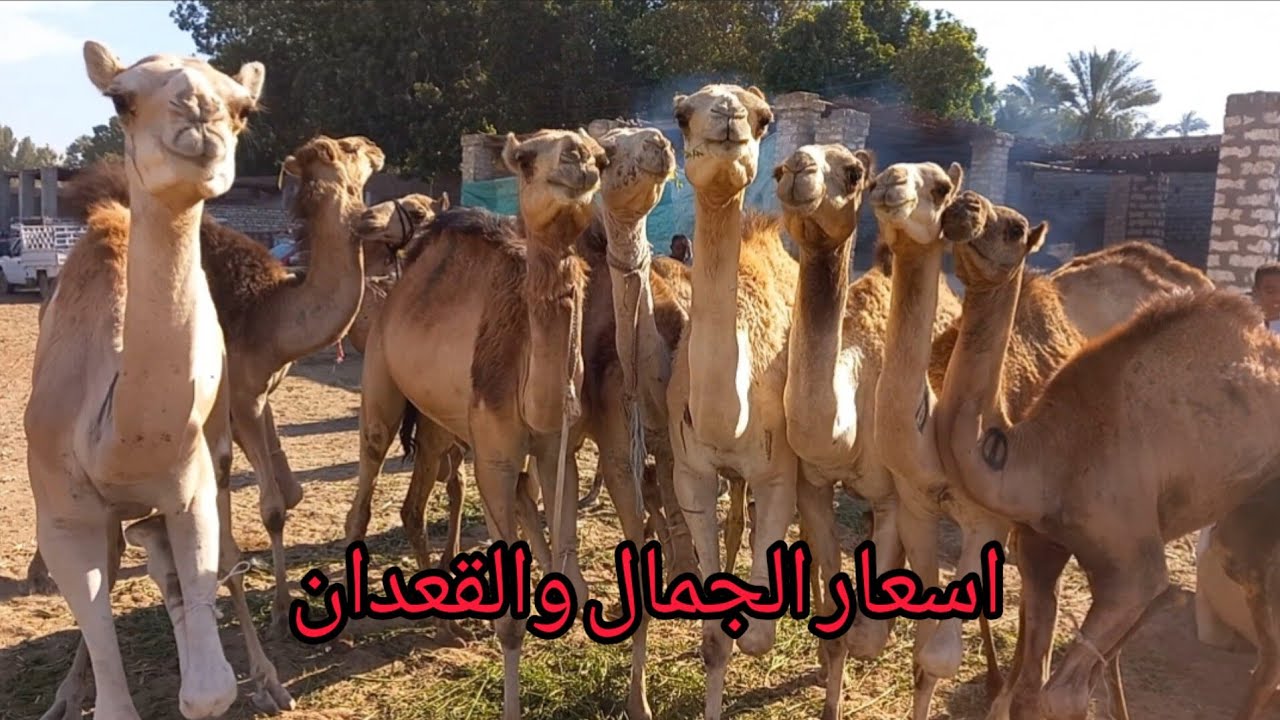 اسعار الجمال والقعدان داخل اكبر أسواق الصعيد سوق دراو بمحافظة اسوان