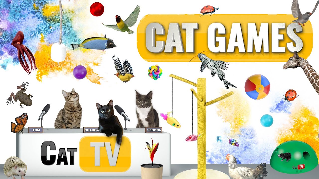Gry KOT | Kompilacja Ultimate Cat TV, tom 50 | 2 GODZINY 🐝🐞🦋🦎🦜🐜🐭🧵