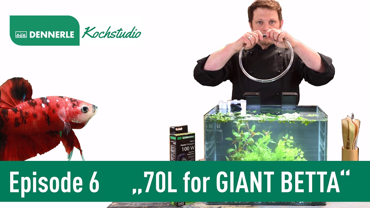 70L SCAPER'S TANK für einen GIANT BETTA | Aquarium nach Rezept Episode 6 | DENNERLE