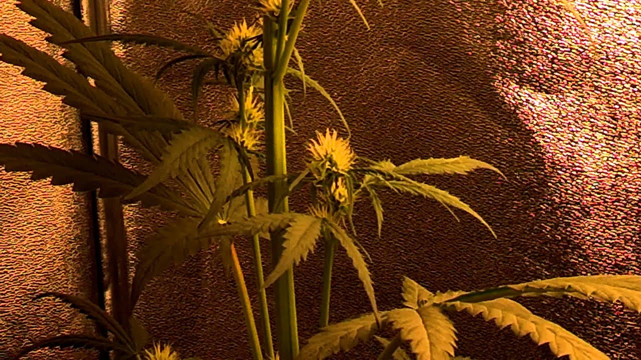 Day 25 - Strawberry cough