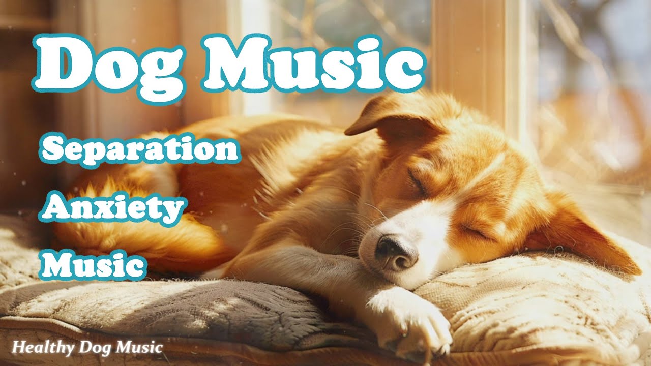 Музыка для собак, чтобы заснуть💖Успокаивающая музыка для собак 🎵