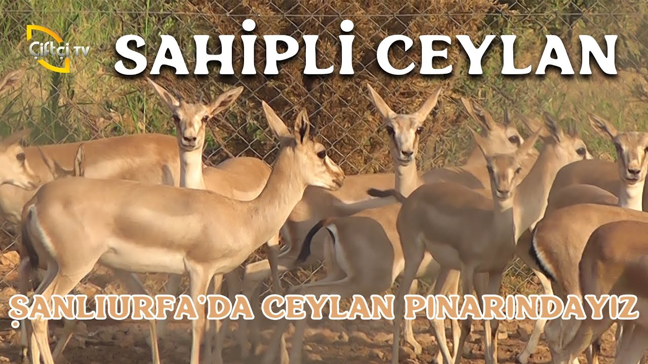 Şanlıurfa'da Ceylan Pınarındayız (