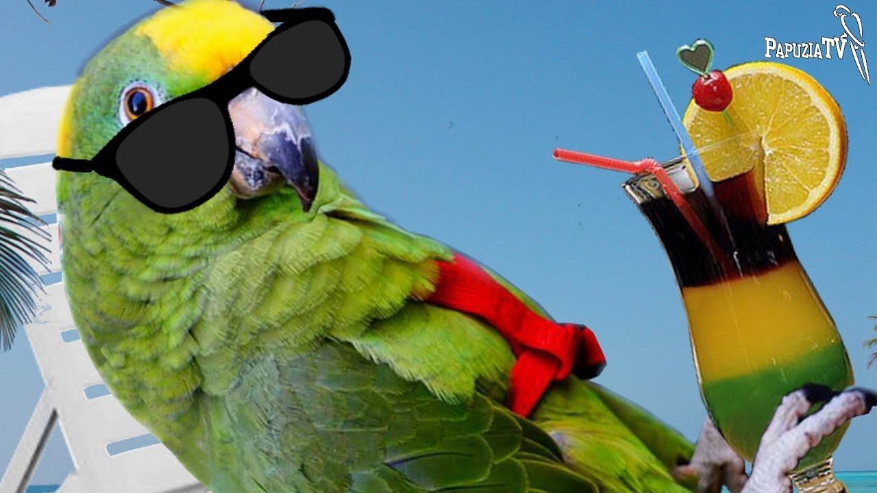 Jak dbać o papugi latem - cz.1 - Papuzie ucieczki i szelki (Care for parrots in summer - part 1)