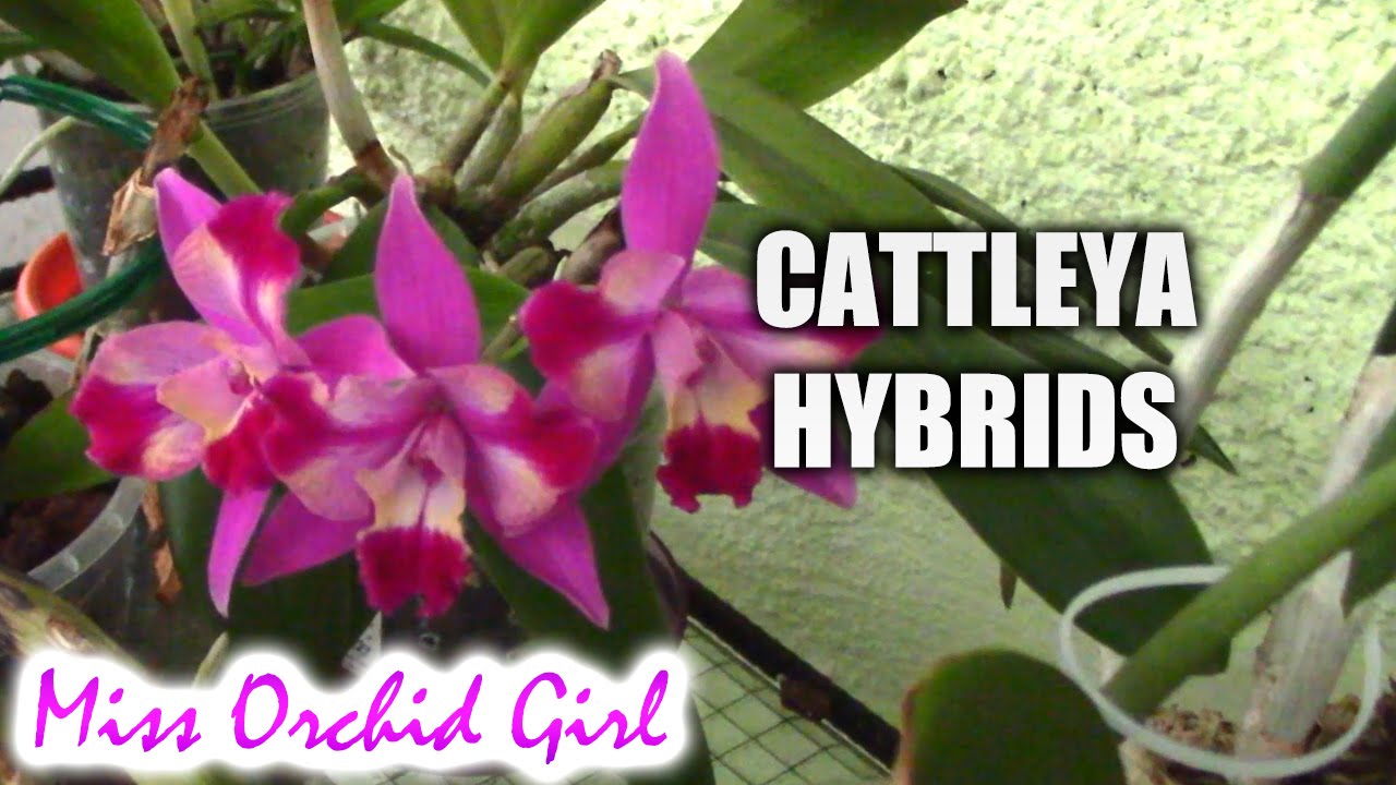 Cattleya orchids and their numerous hybrids