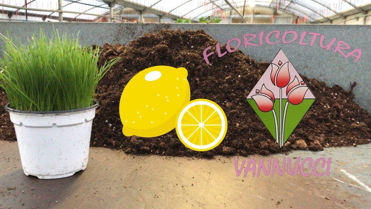 Il terriccio per limoni: come sceglierlo, consigli pratici e un trucco utile.
