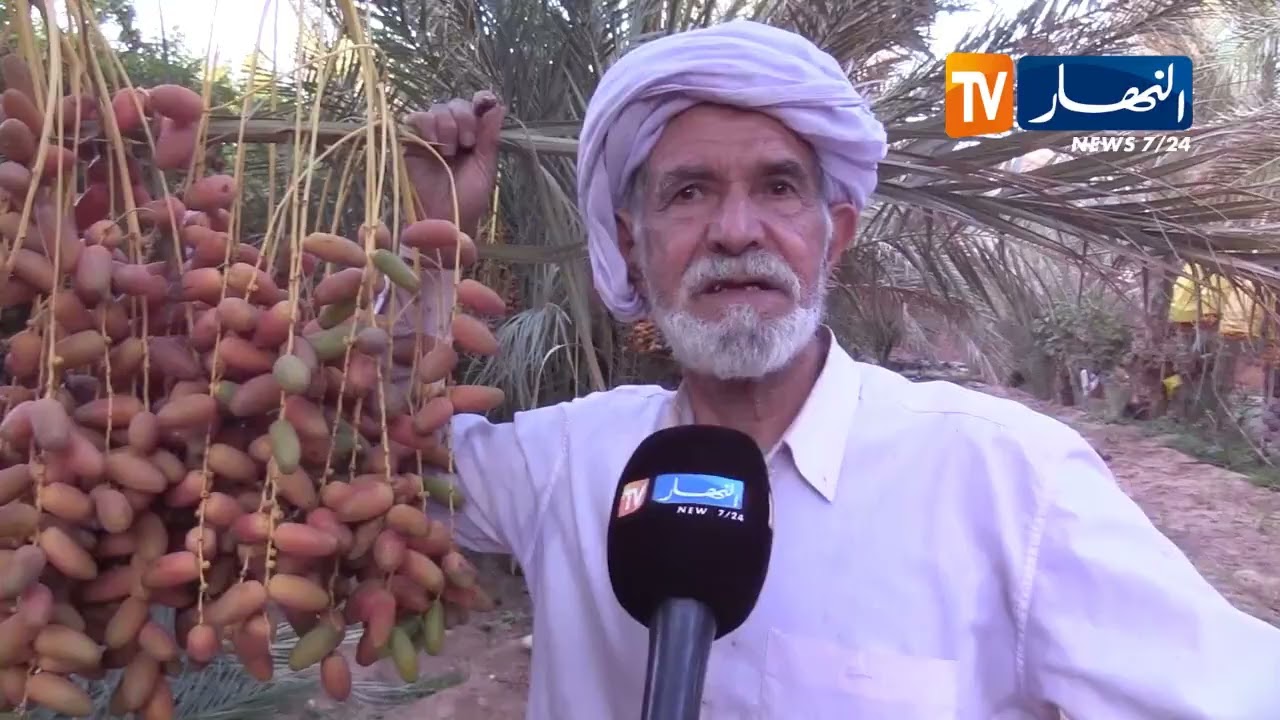 البيض: الحاج عروجي ..  فلاح يحافظ على أصناف نادرة من التمور بواحة بريزينة