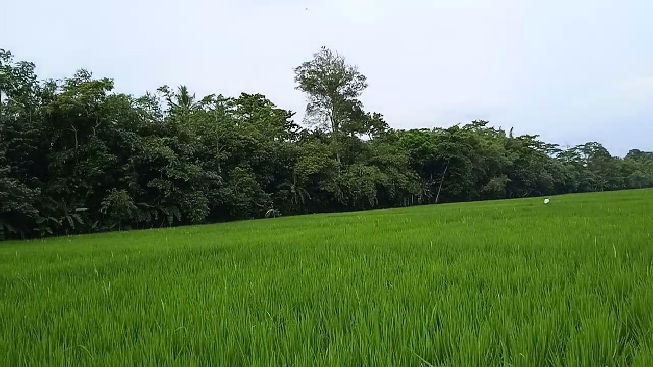 merpati hebat