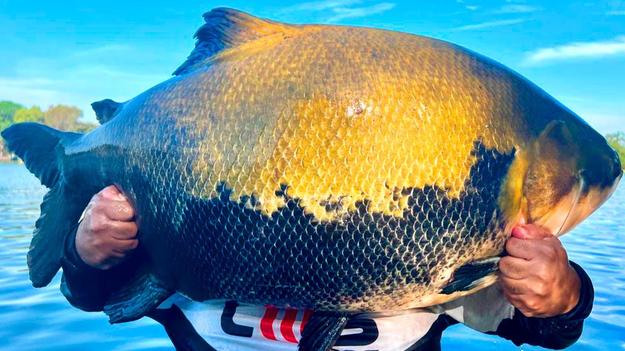 CÓRREGO DAS ANTAS CASTIGA, MAS TAMBÉM CONSAGRA... 39KG, 36KG, 35KG, 29KG E +