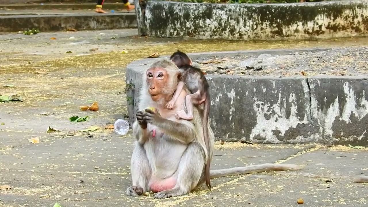 Aww...Super Lady SARA Is Stronger Hold baby climb up at the top of temple