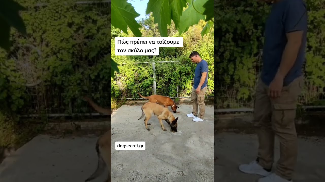 Πώς πρέπει να ταΐζουμε τον σκύλο μας? #shorts