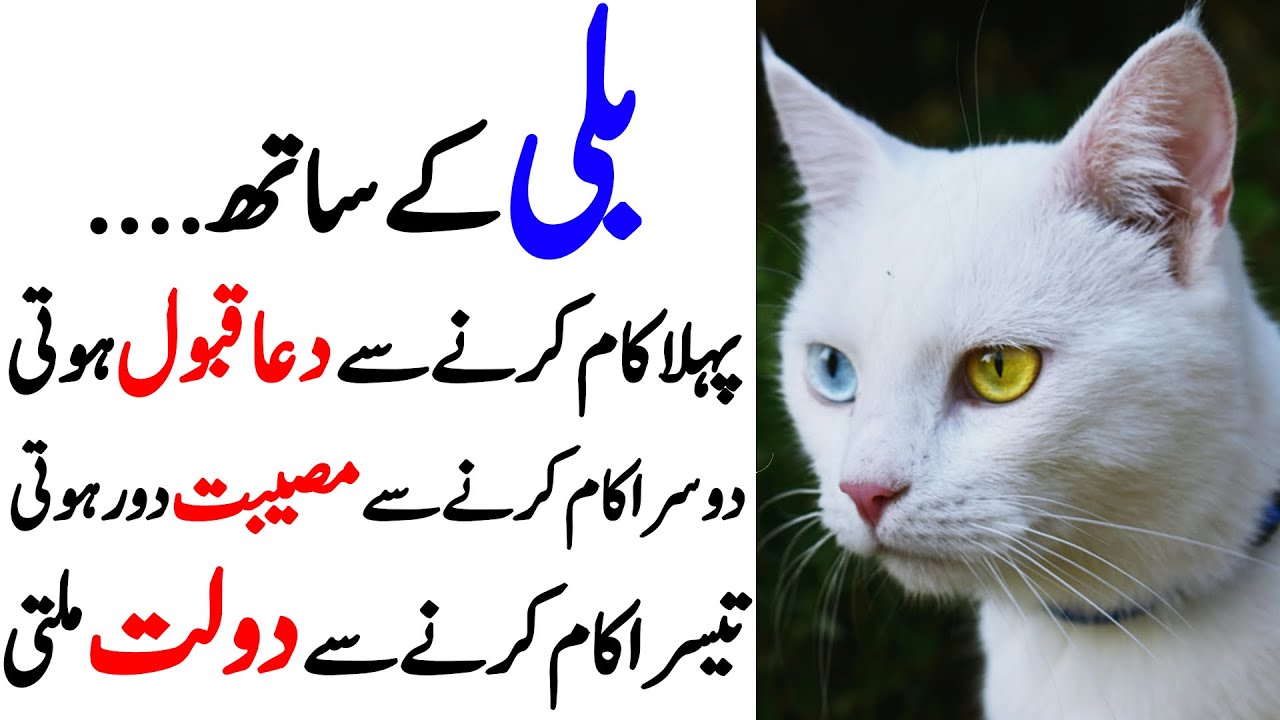 Billi Ke Sath 3 Kaam Karlo | Dolat Mand Ho Jao Ge | Har Hajat Puri Ho Gi
