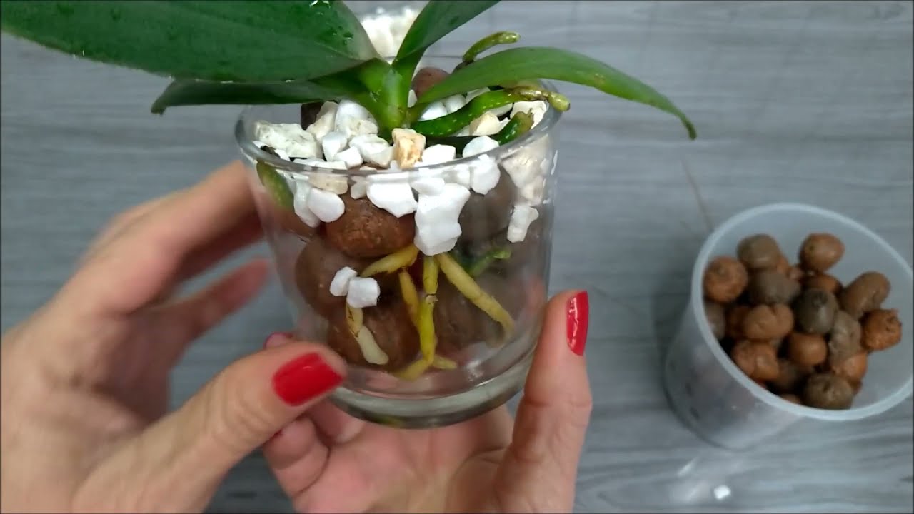 Orquídea Phalaenopsis cultivada em Vidro com Argila Expandida | JD Orquídeas