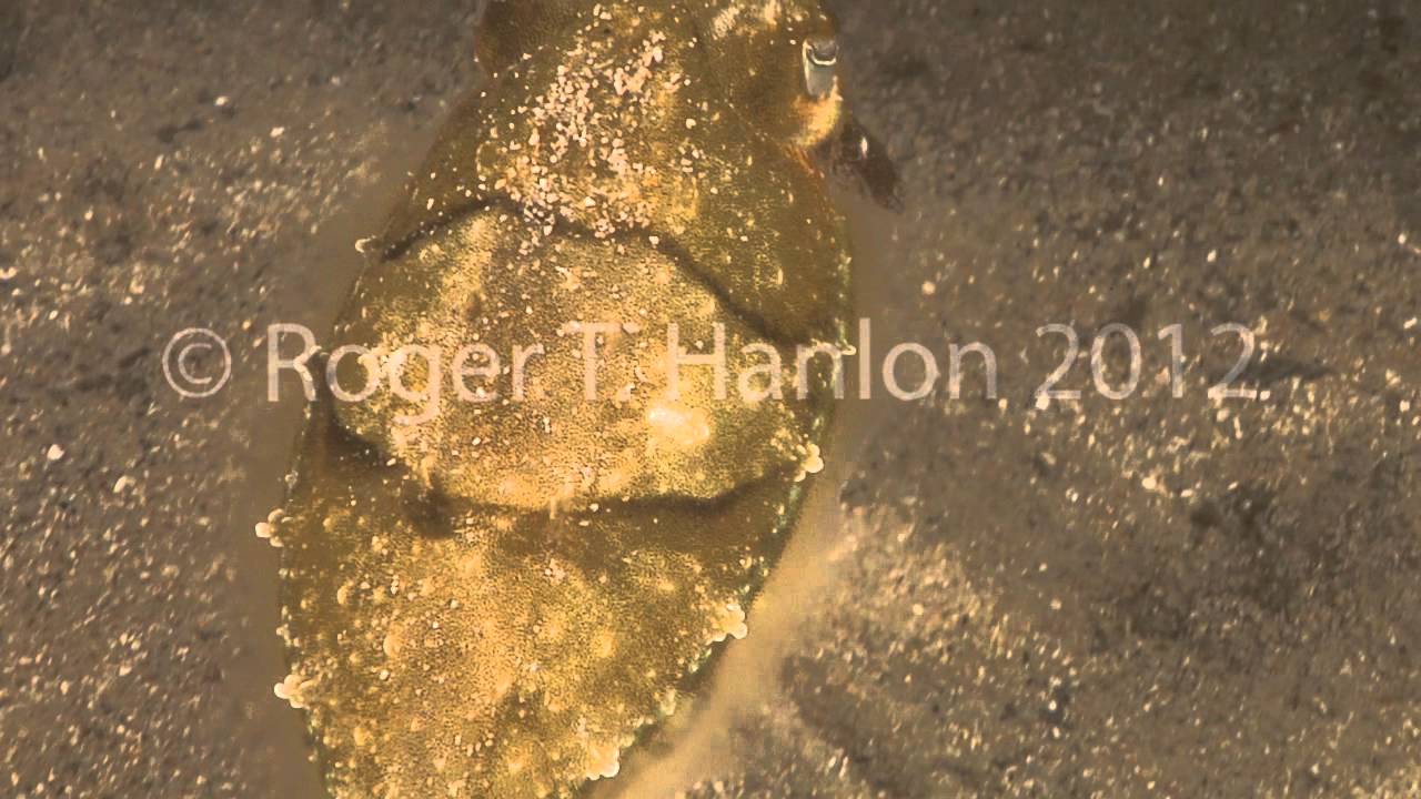 Dynamic Camouflage Changes by the Mourning Cuttlefish (Sepia plangon) - Sydney, AU