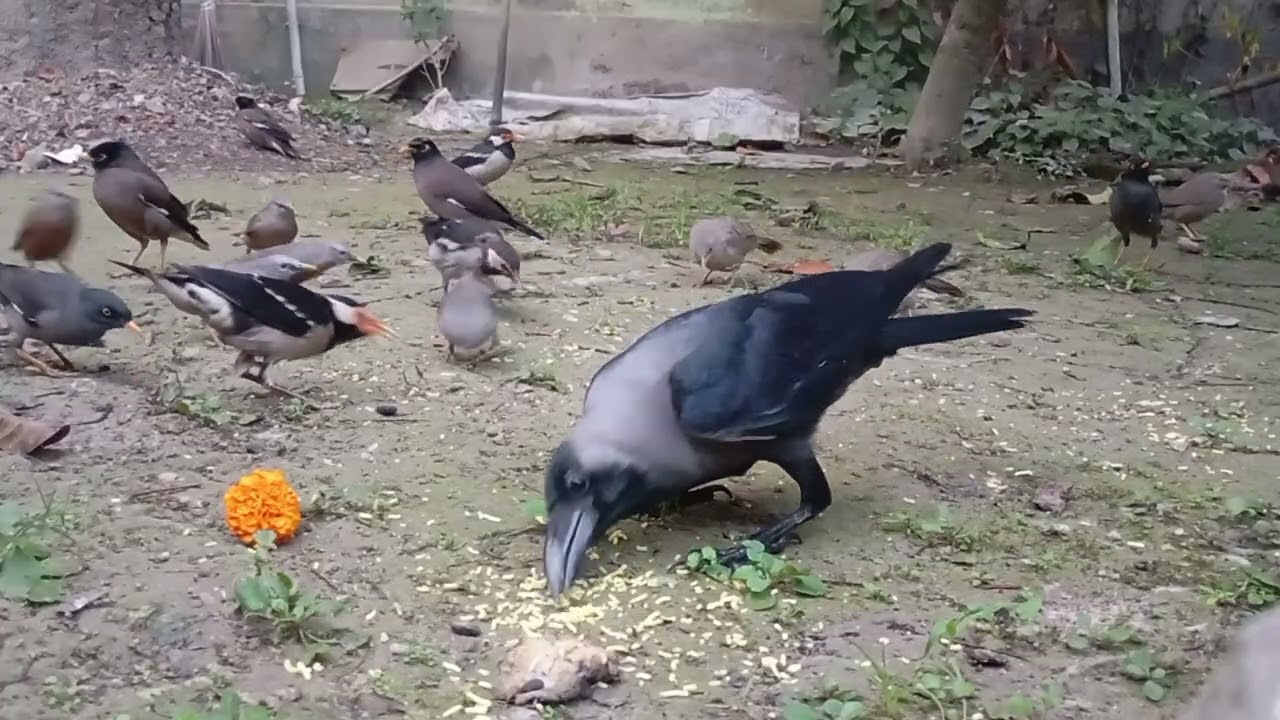 এভাবেও পাখি পোষা যায় ||