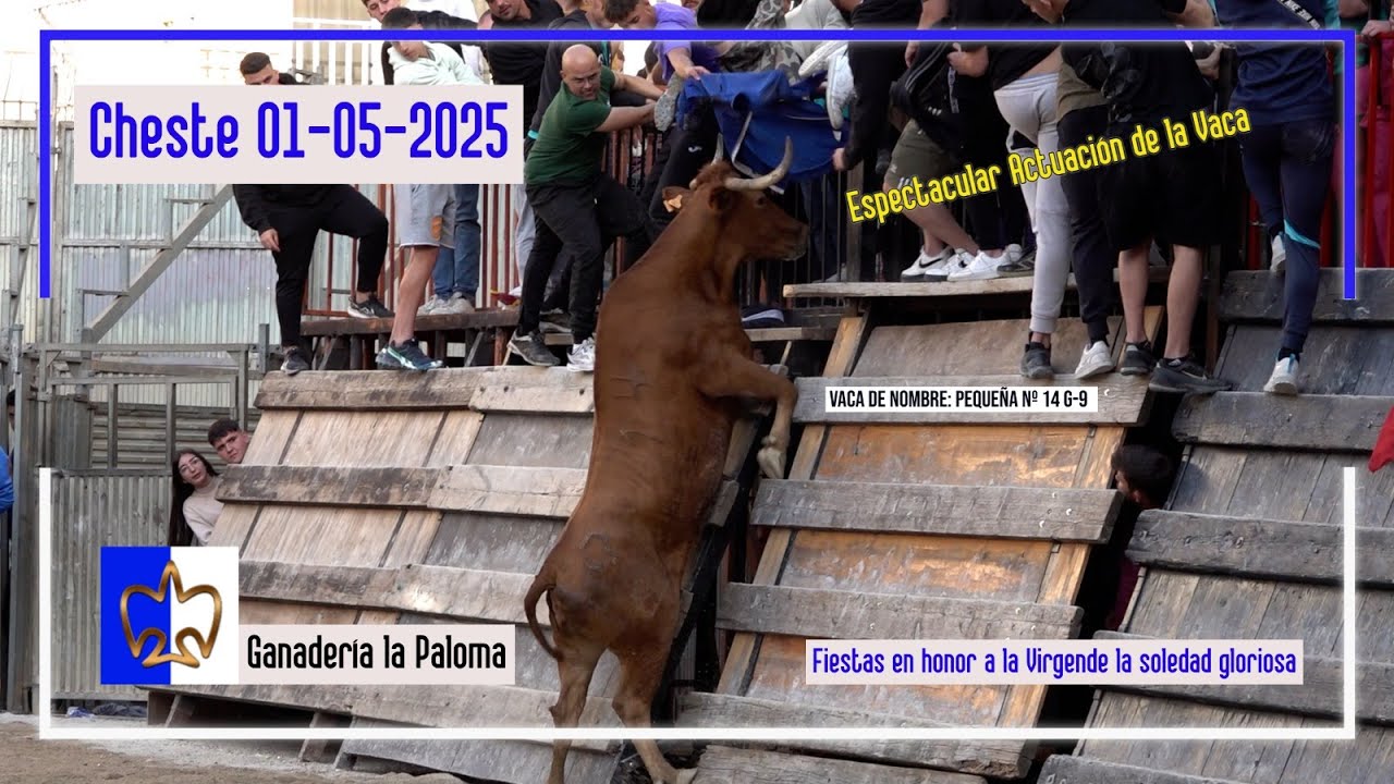 Cheste 01◾  05 ◾  2025 ▶ Ganadería la Paloma