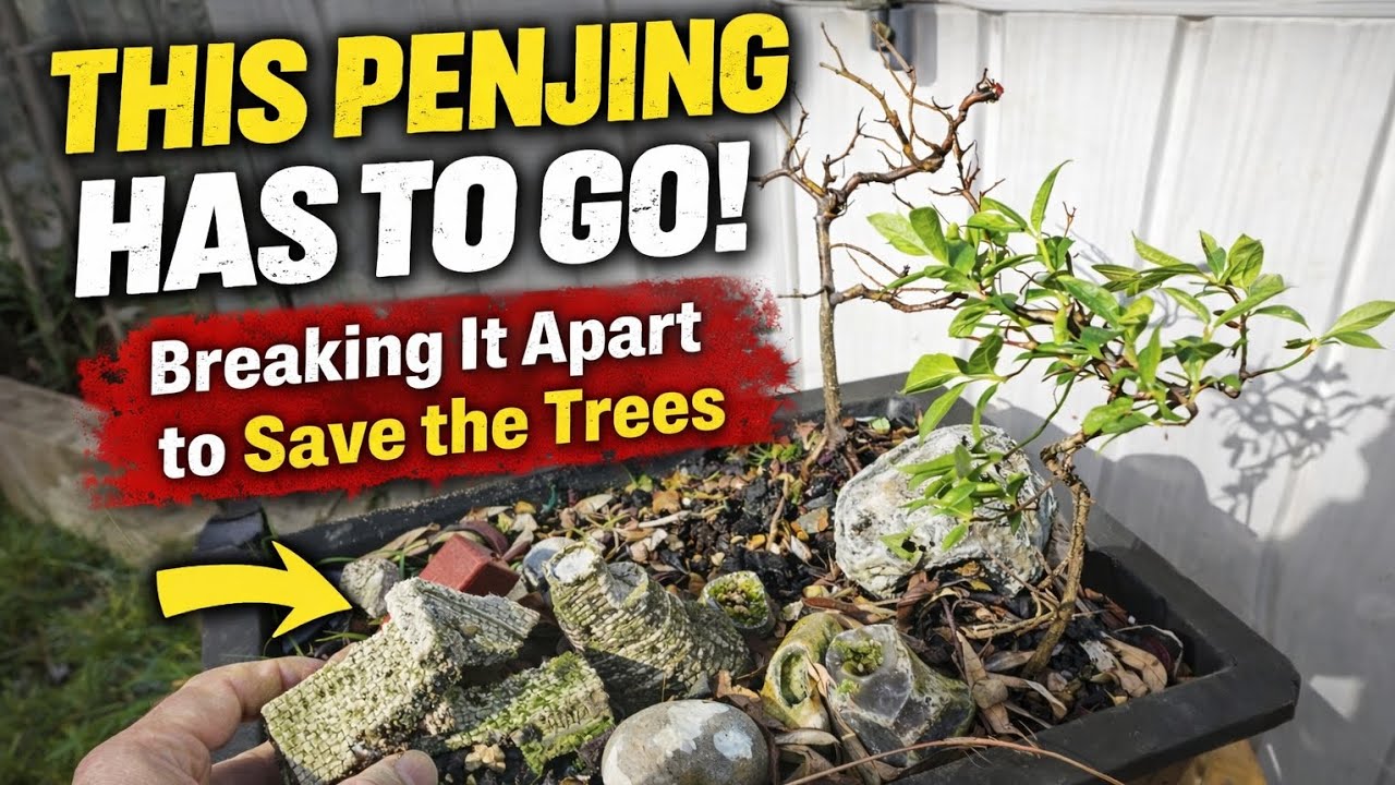 This Penjing Had to Go! 