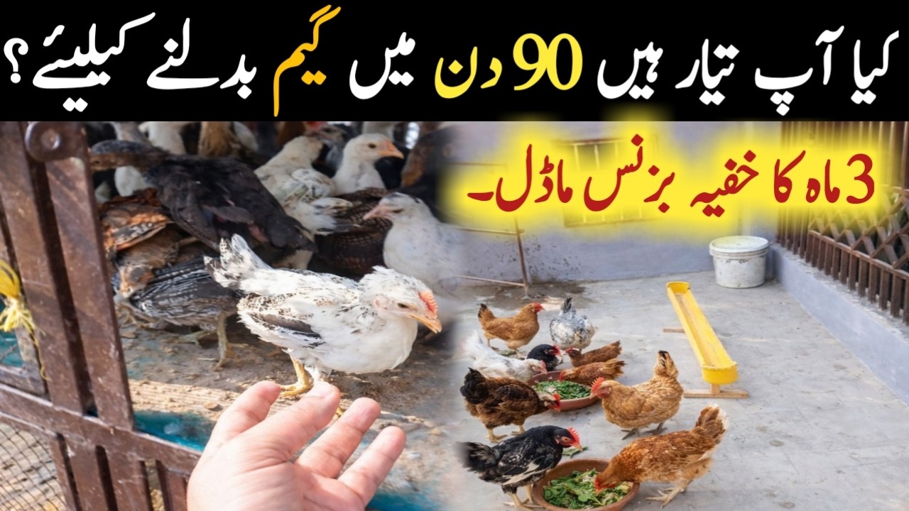 90 Days Chicks Profit Strategy || Choozy Palny Ka mukamal Plan | small scale poultry investment