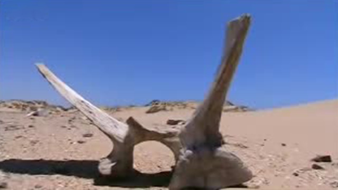 Exploring the Skeleton Coast in Africa | BBC Studios