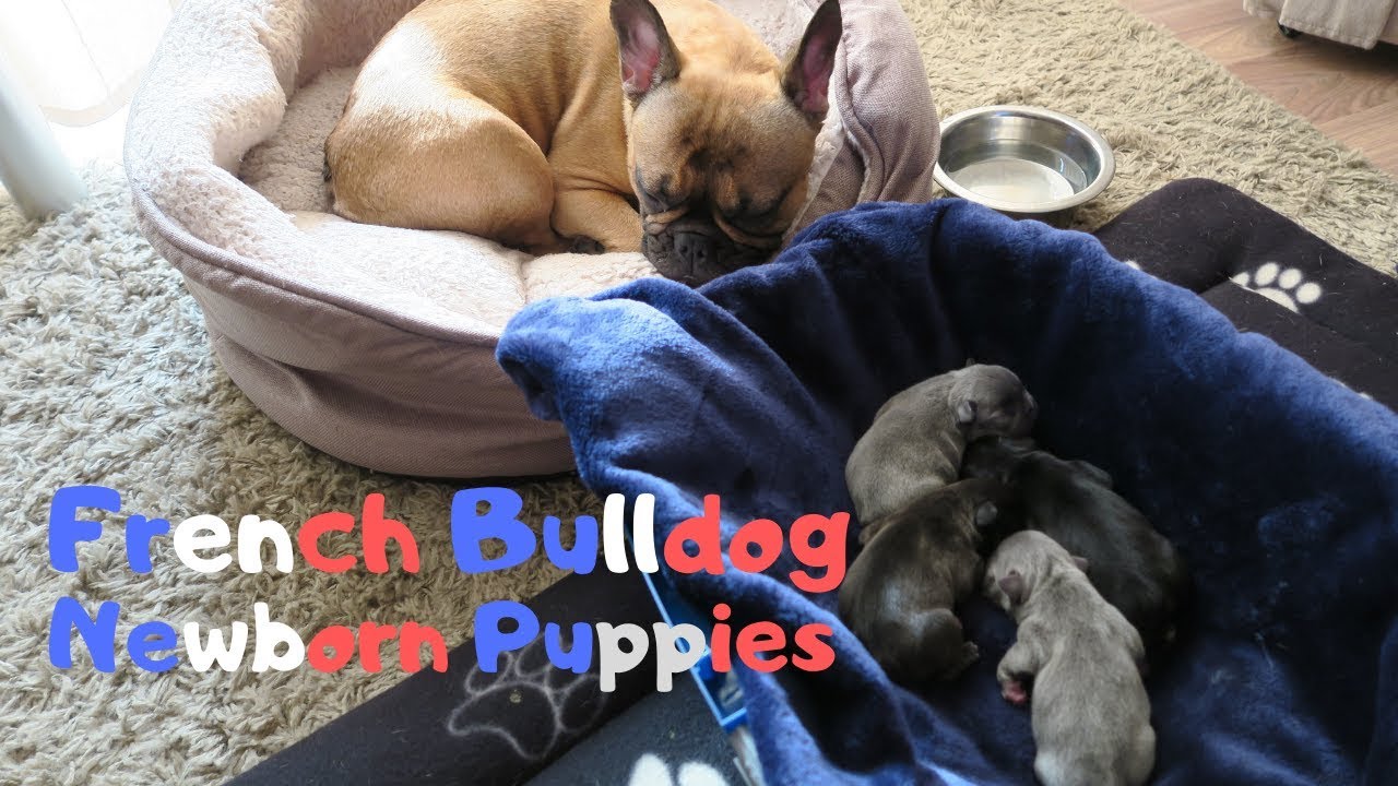 French Bulldog Newborn Puppies