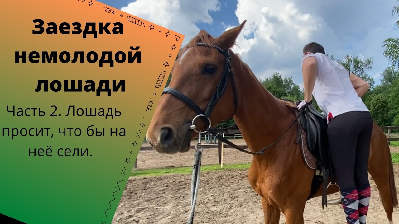 Заездка молодой лошади. Часть 2. Морковь, стремя, седло, нервы))