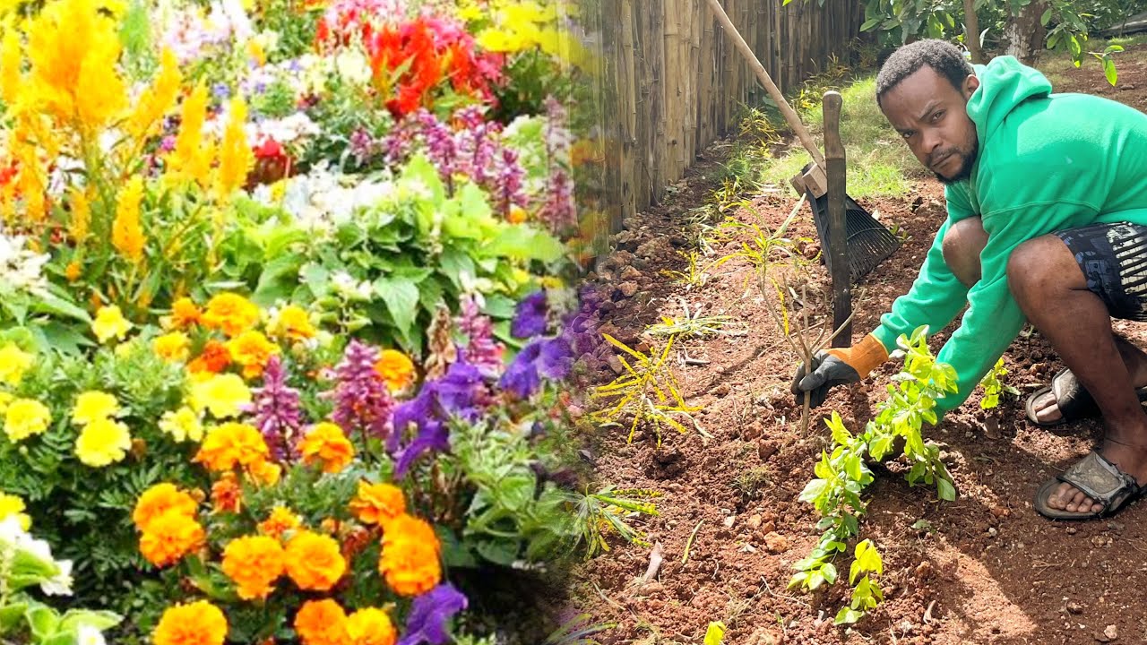 UPDATE On The Airbnb Lawn || Cleaning Up On Planting Flowers With Jamaica Sunrise Tv Yard Man Style