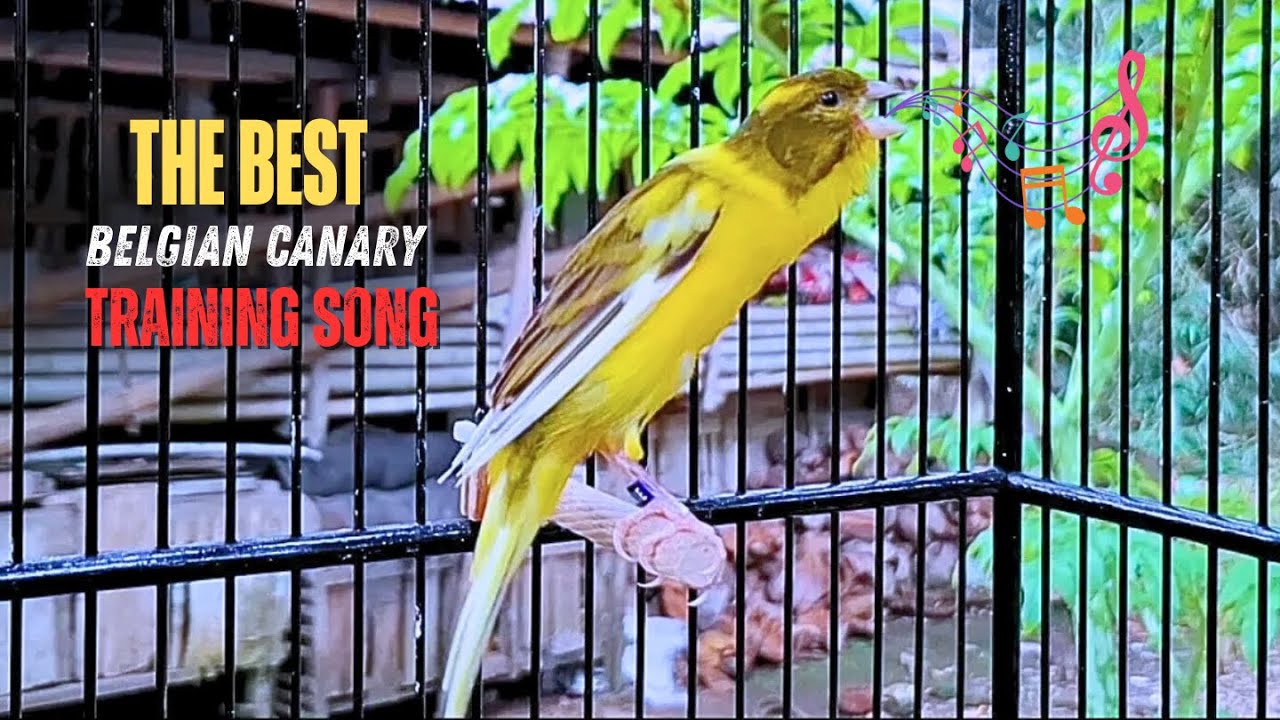 Your Canary Will Sing Unstoppably‼️The Best Yellow Canary's Singing🐦