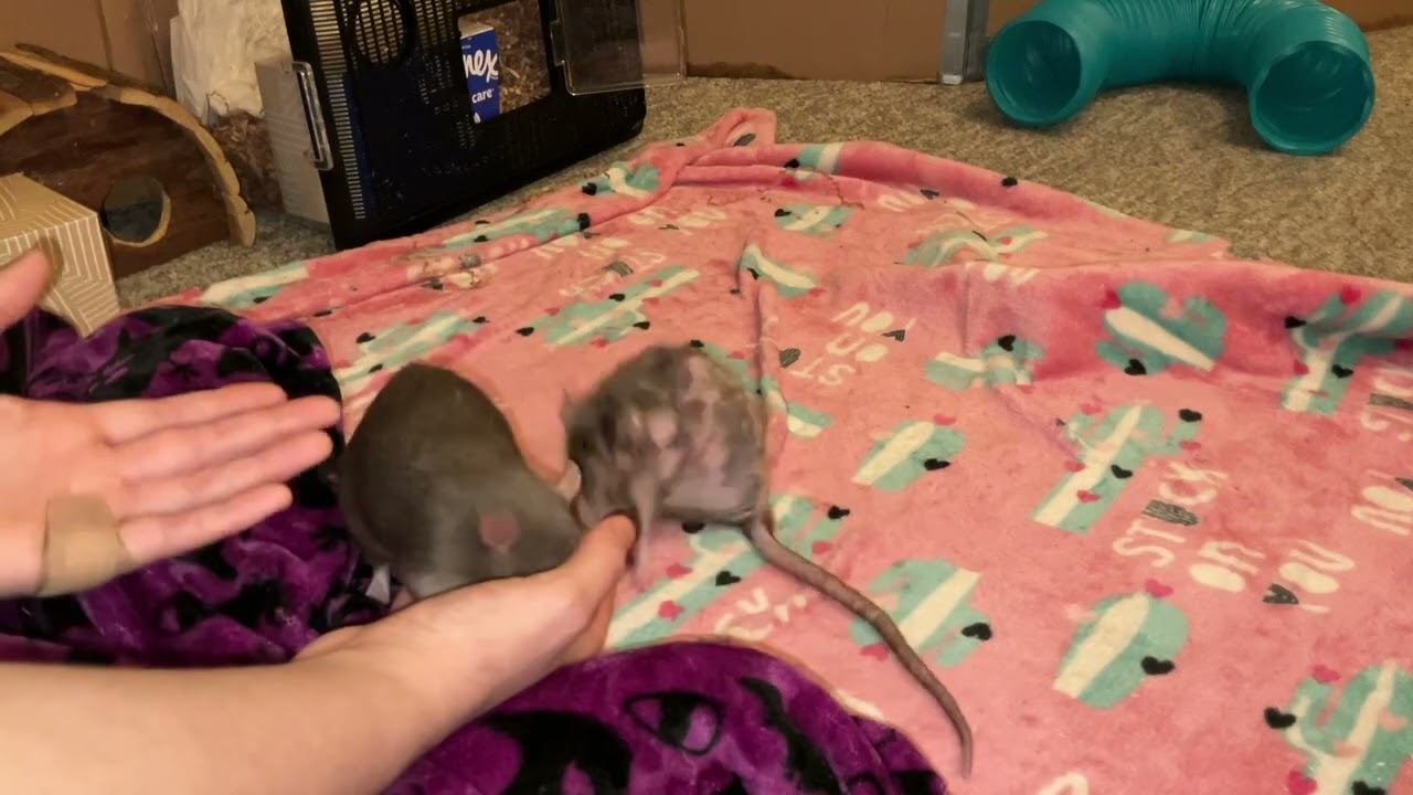 Comparing 2 Rats with Pituitary Tumors - One Responsive to Treatment, One Not