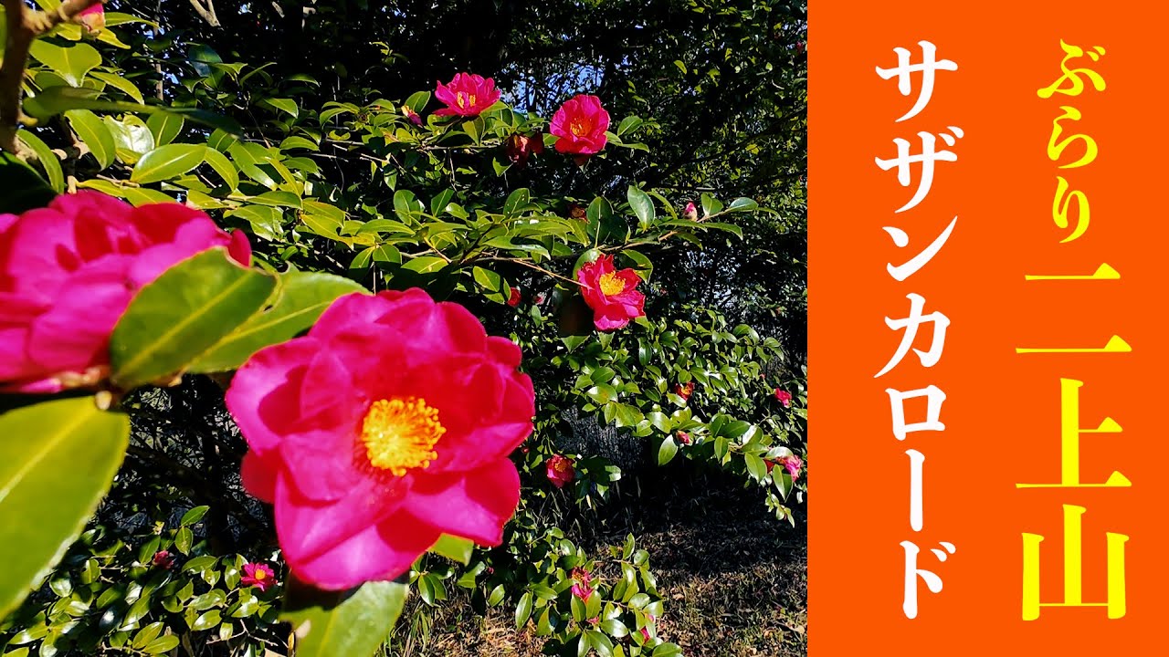 【二上山】鹿谷寺跡ルートで登りました！（2026年1月）